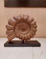 Ammonite - Görsel 6