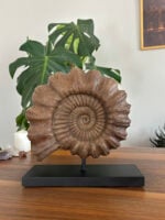 Ammonite - Görsel 7