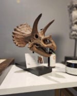 Triceratops - Görsel 7