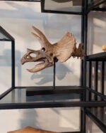 Triceratops No.2 - Görsel 5