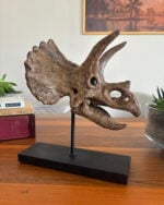 Triceratops - Görsel 4