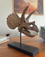 Triceratops - Görsel 5