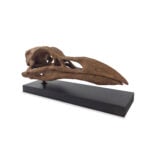 Great Auk Seramik Heykel - Görsel 4