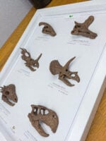 Otobur Dinozorlar 3 Boyutlu Çerçeve Tasarım - Görsel 6